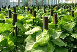 選擇綠色植物租賃有什么好處？